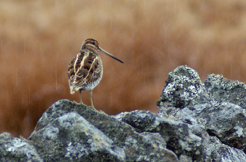 Screen Shot 2017-11-07 at 18.07.24