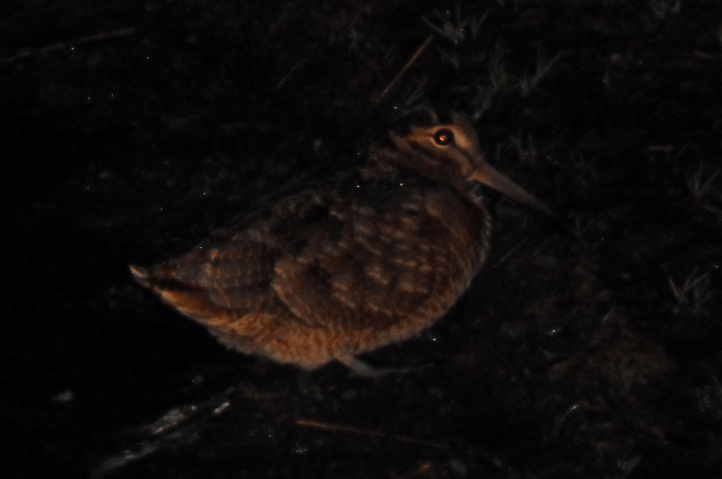 Screen Shot 2017-11-14 at 18.07.32