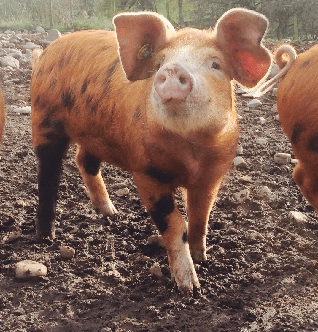 Screen Shot 2017-11-19 at 09.16.19