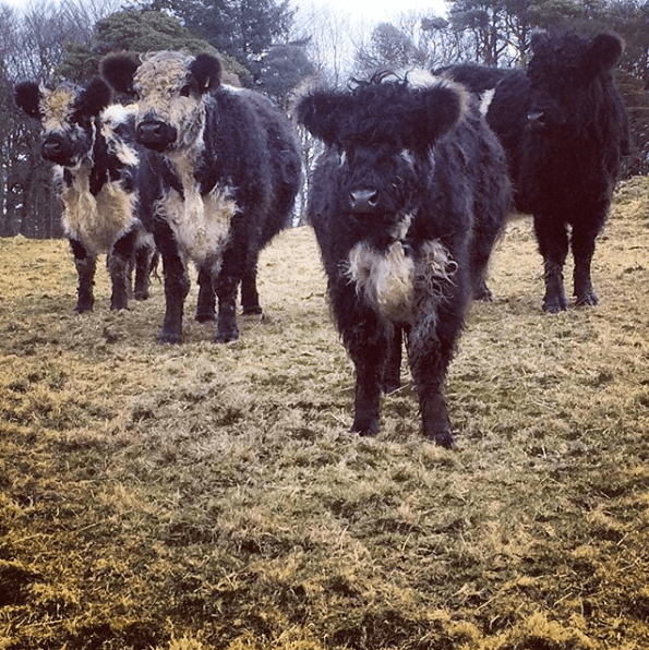 Screen Shot 2018-03-21 at 12.59.49