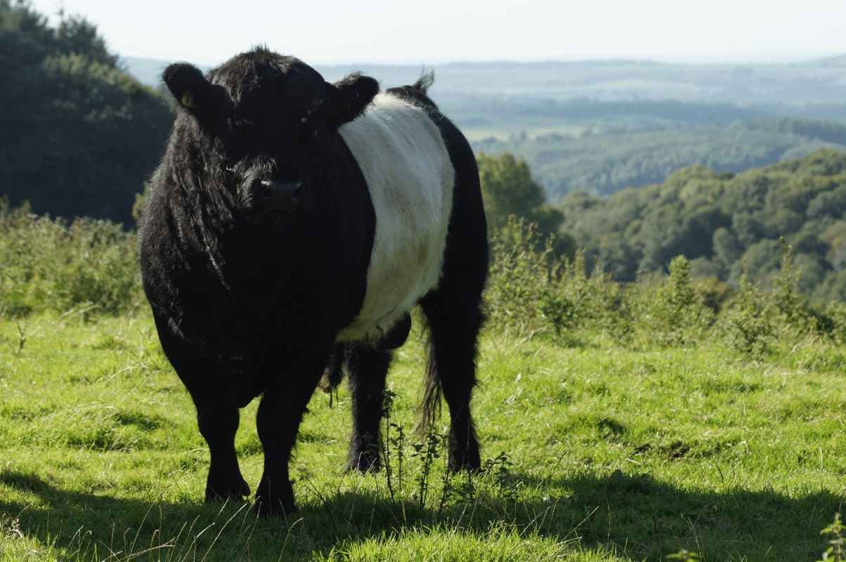 Screen Shot 2018-04-13 at 18.35.14