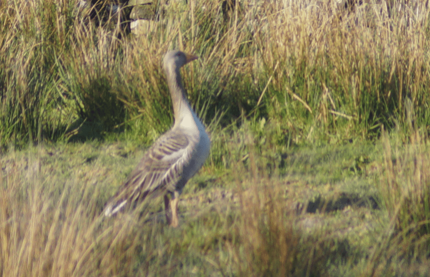 Screen Shot 2018-04-16 at 09.08.30