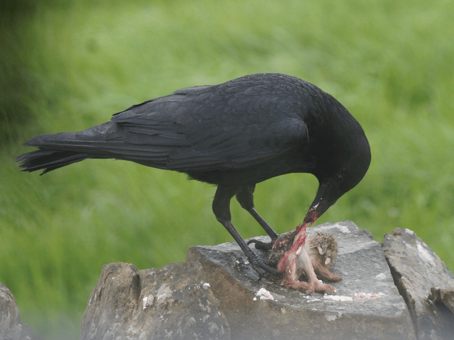 Screen Shot 2018-05-15 at 17.59.02