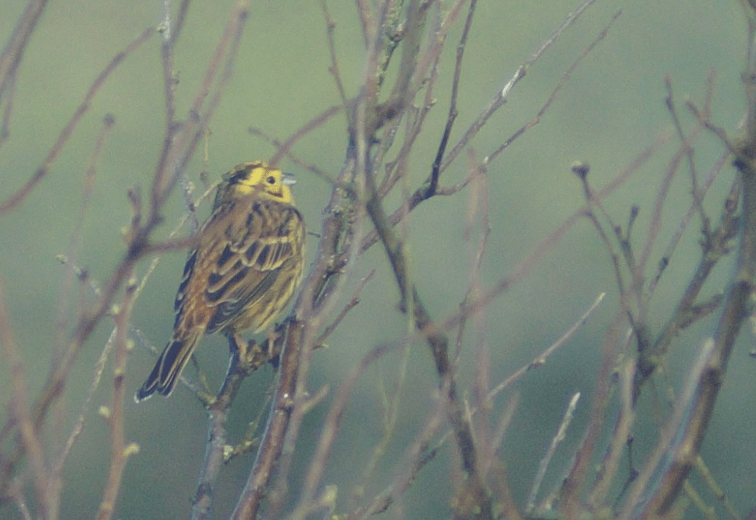 Screen Shot 2018-06-18 at 13.00.18