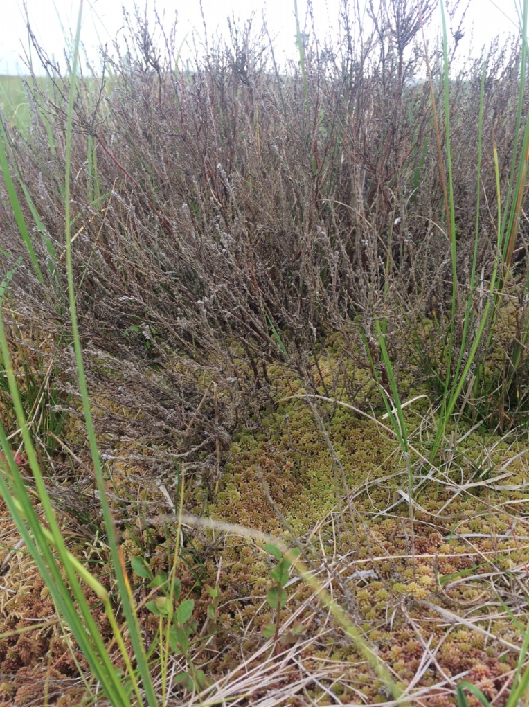 Screen Shot 2018-08-13 at 11.16.09