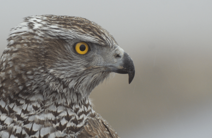 Screen Shot 2018-11-11 at 19.22.25