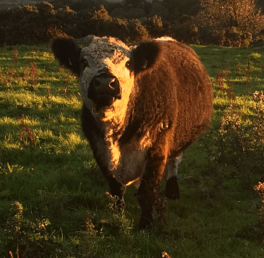 screen shot 2019-01-22 at 16.48.34