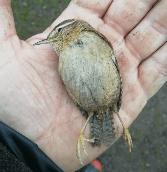 screen shot 2019-01-25 at 14.07.00