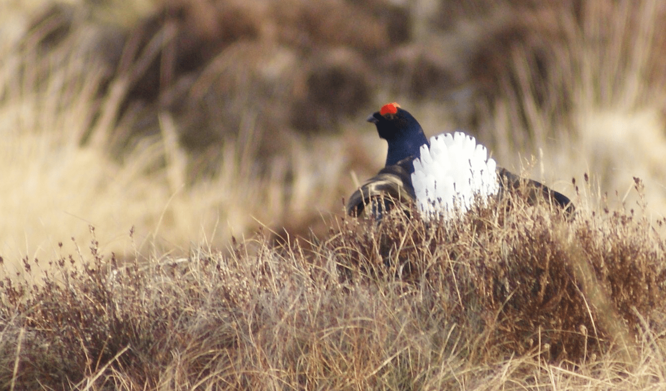 Screen Shot 2019-04-13 at 19.00.08