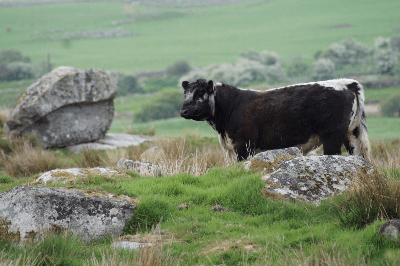 Screen Shot 2019-05-22 at 13.14.23