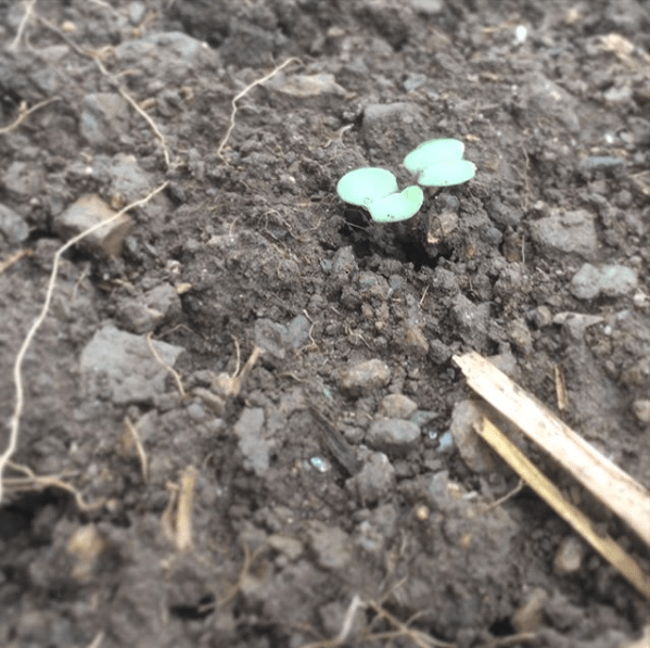 Screen Shot 2019-06-01 at 18.05.15