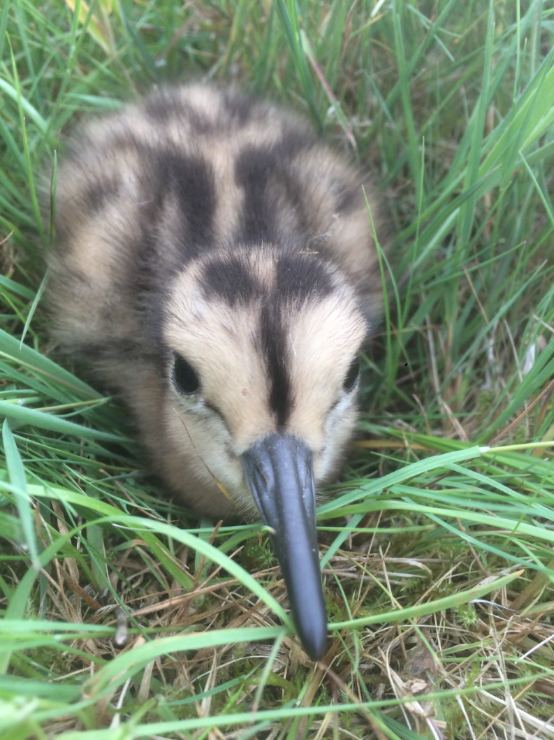 Screen Shot 2019-06-10 at 11.41.47