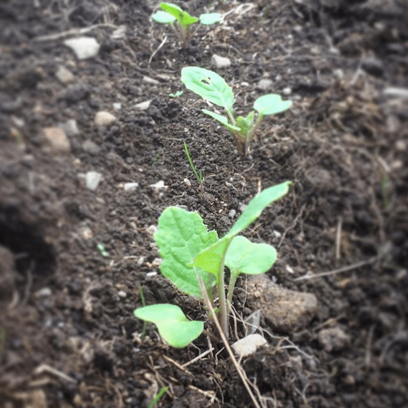 Screen Shot 2019-06-12 at 18.44.28