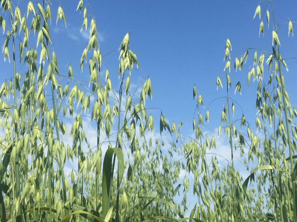 Screen Shot 2019-07-25 at 11.03.06