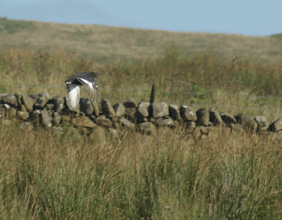 Screen Shot 2019-07-26 at 12.55.06