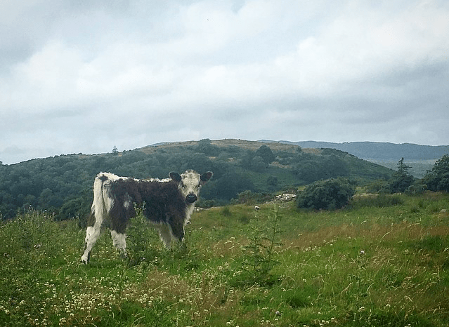 Screen Shot 2019-07-26 at 15.23.43