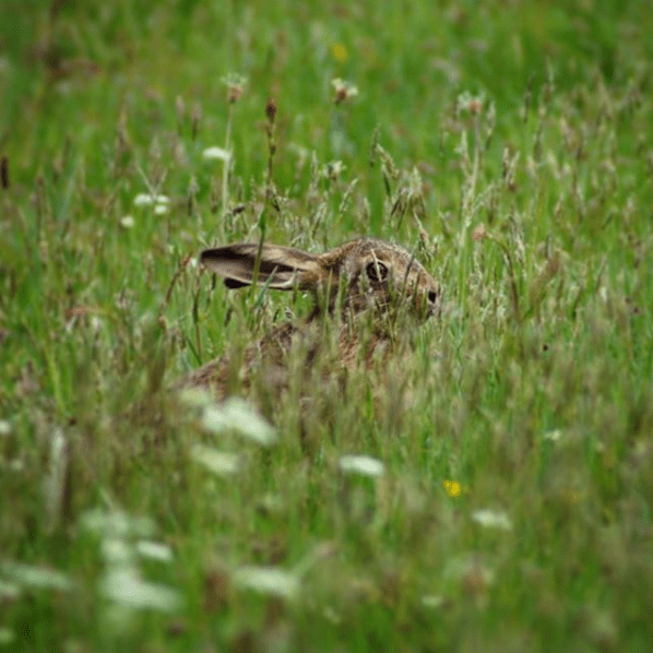 Screen Shot 2019-07-29 at 11.23.59