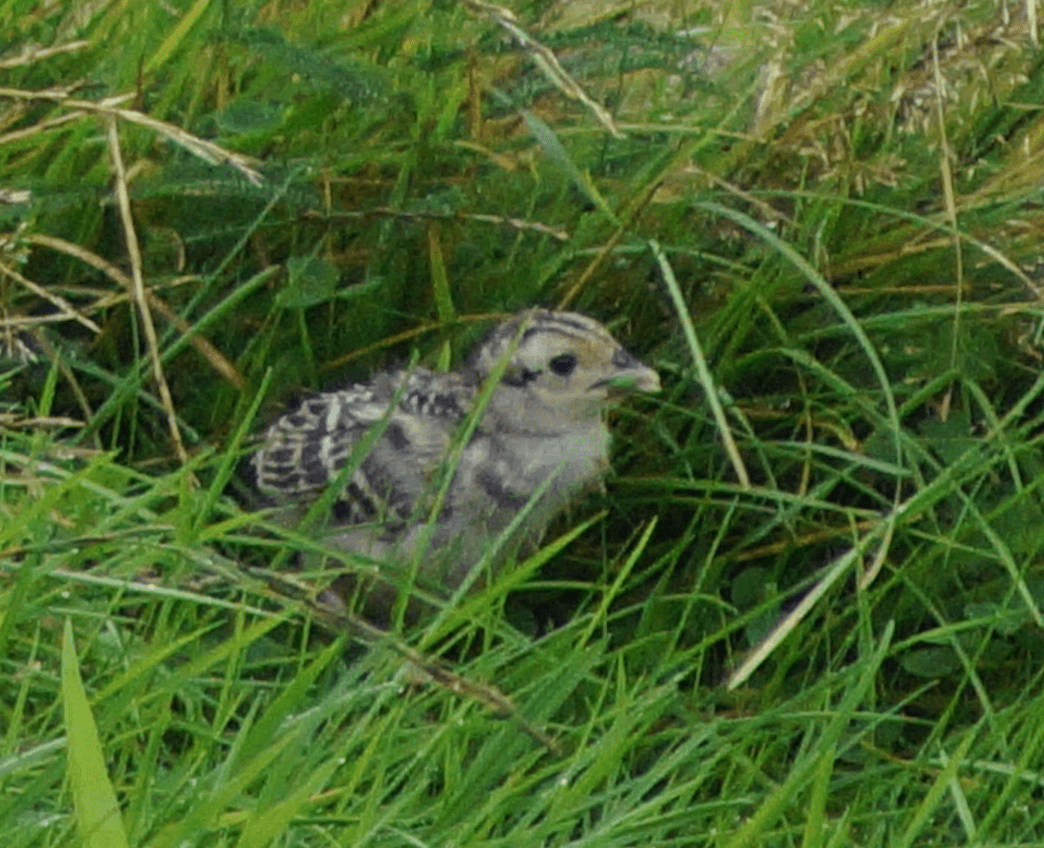 Screen Shot 2019-09-02 at 20.59.41