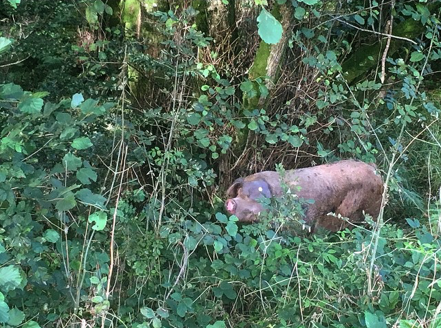 Screen Shot 2019-09-13 at 10.53.11