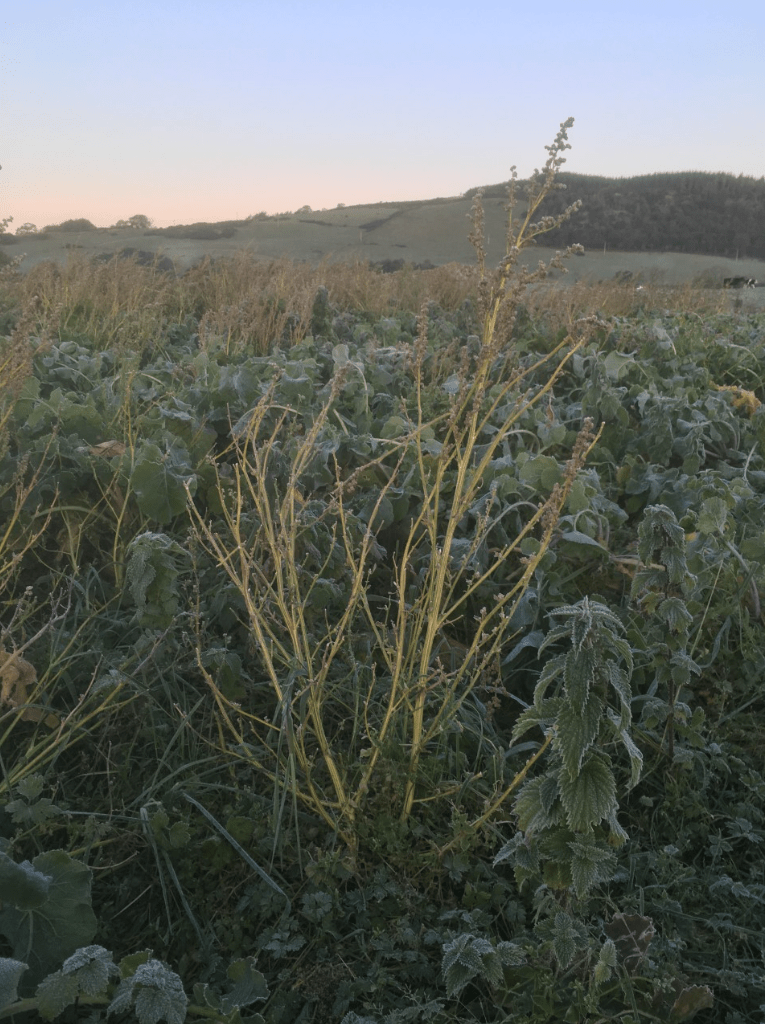 Screen Shot 2019-10-02 at 08.56.46