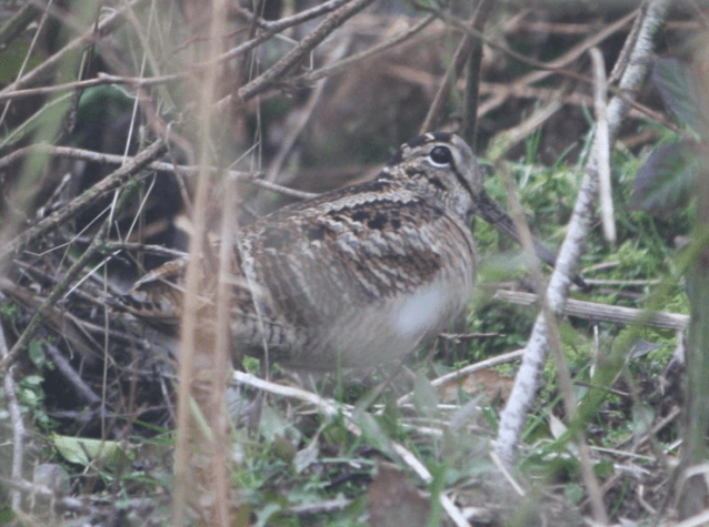 Screen Shot 2019-10-13 at 10.31.00