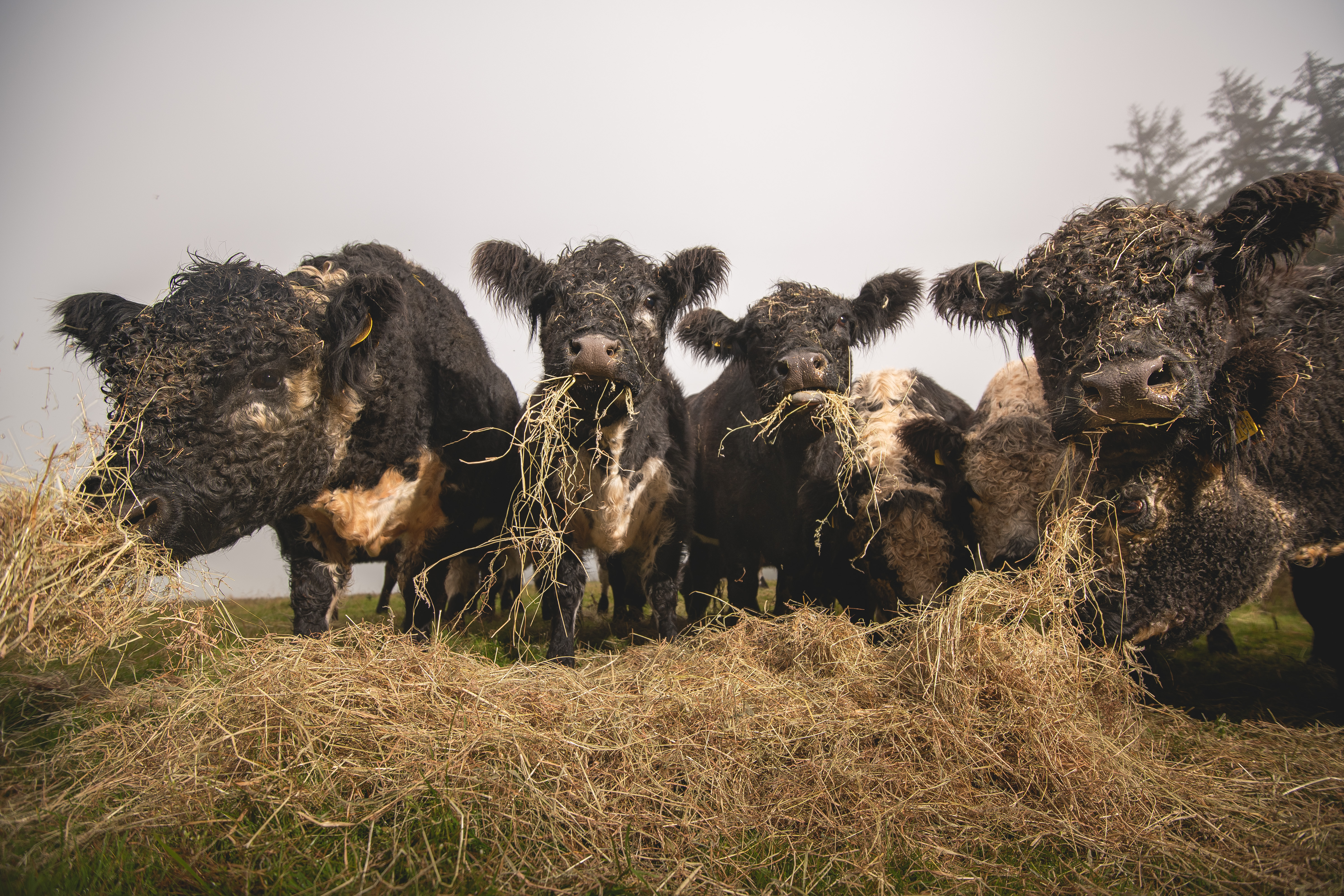 190925_Patrick_Galloways_DIP_037 2