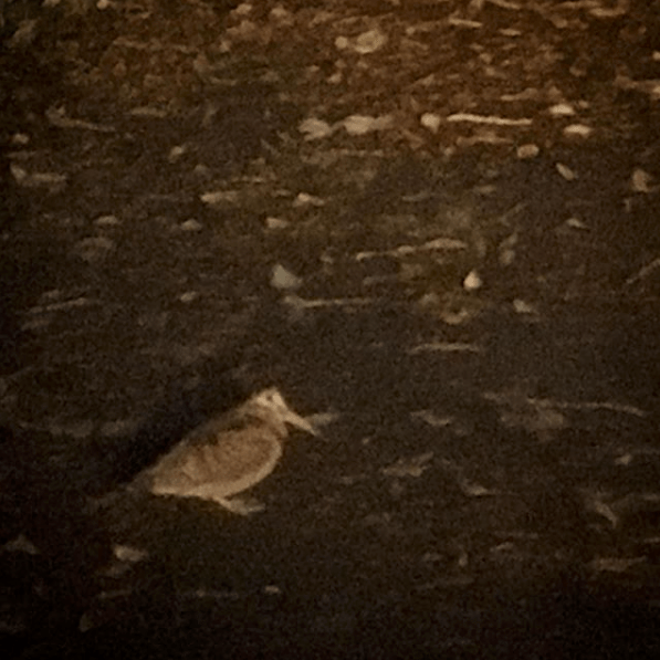 Screen Shot 2019-11-08 at 11.10.28