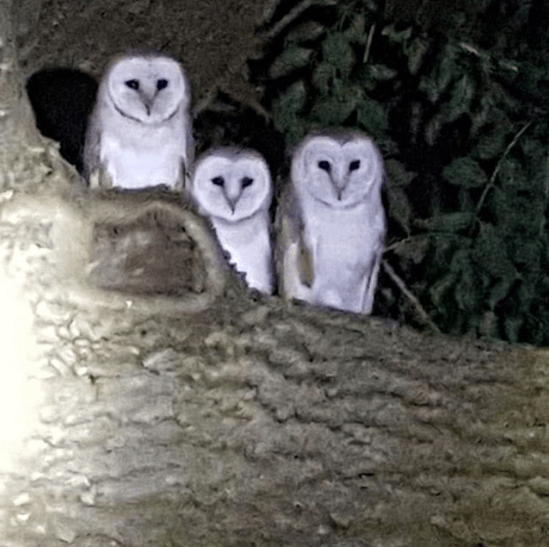 Screen Shot 2019-11-10 at 18.59.25