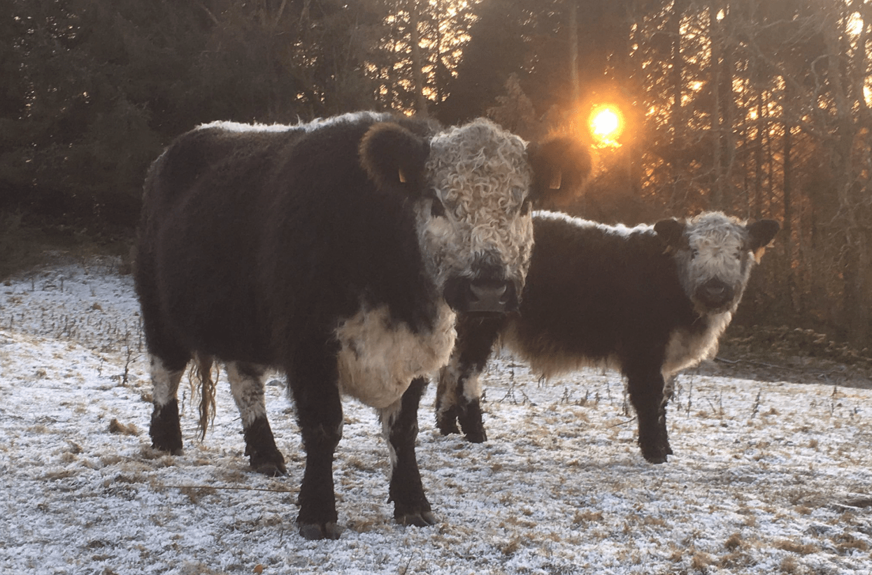 Screen Shot 2019-12-01 at 10.00.40