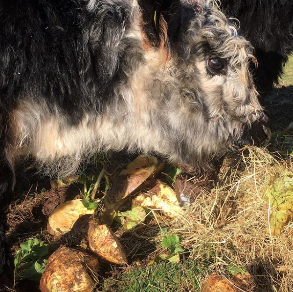 Screen Shot 2019-12-09 at 10.05.01