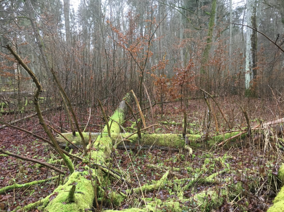 Screen Shot 2019-12-17 at 19.17.09.png