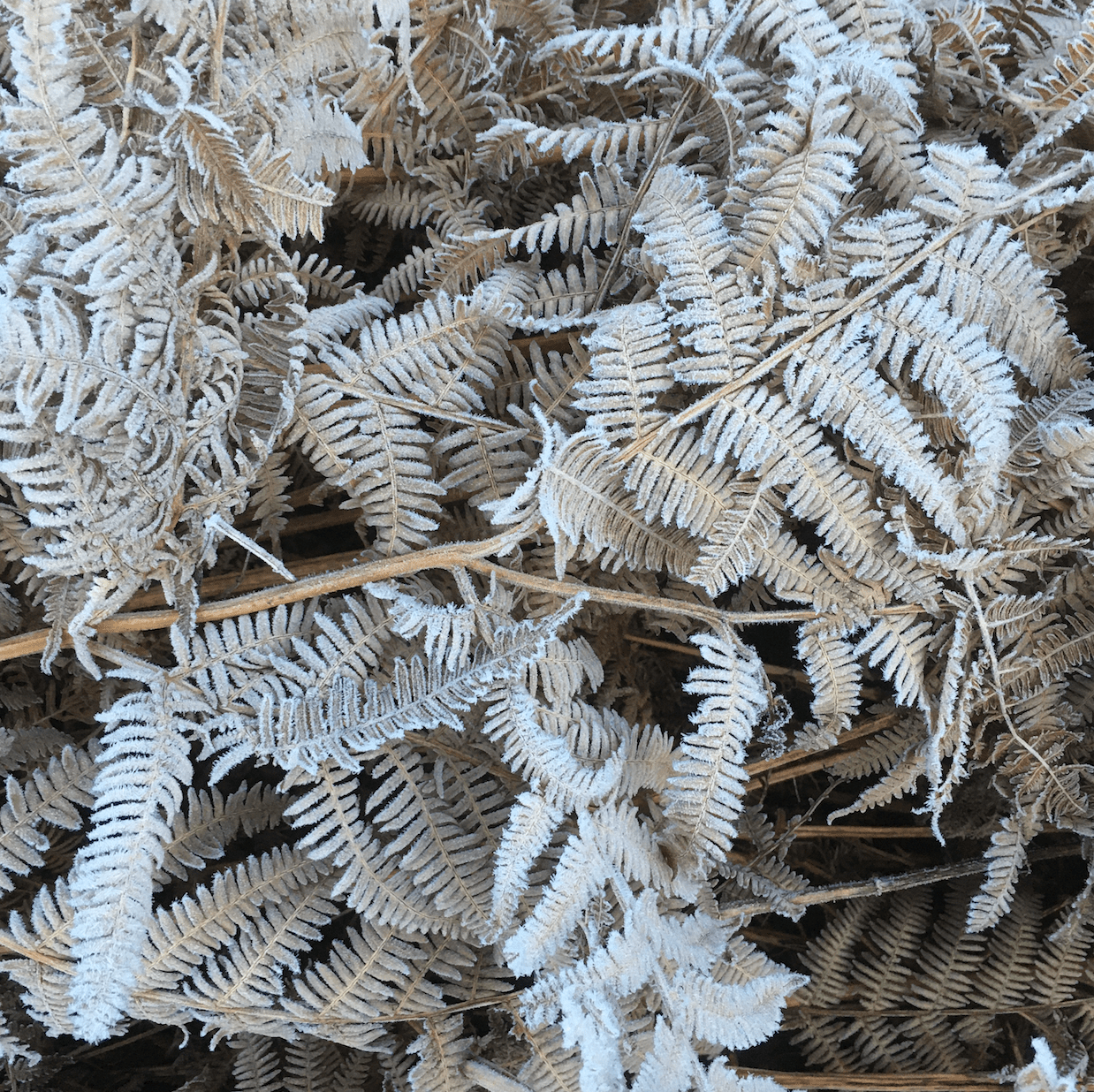 Screen Shot 2020-01-19 at 19.52.21