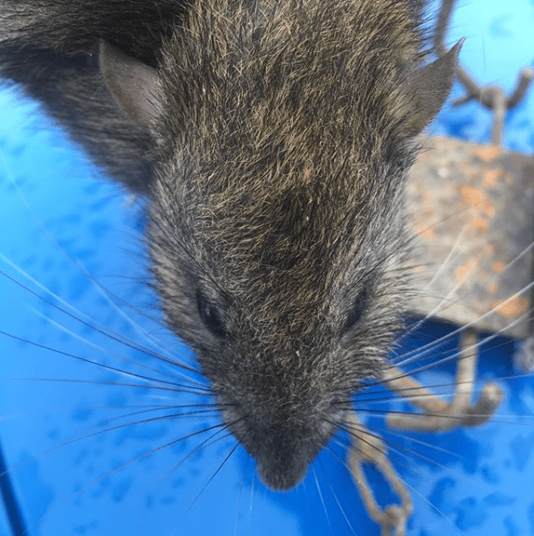 Screen Shot 2020-01-26 at 18.34.22