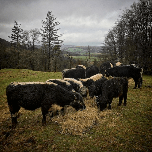 Screen Shot 2020-02-04 at 09.08.52