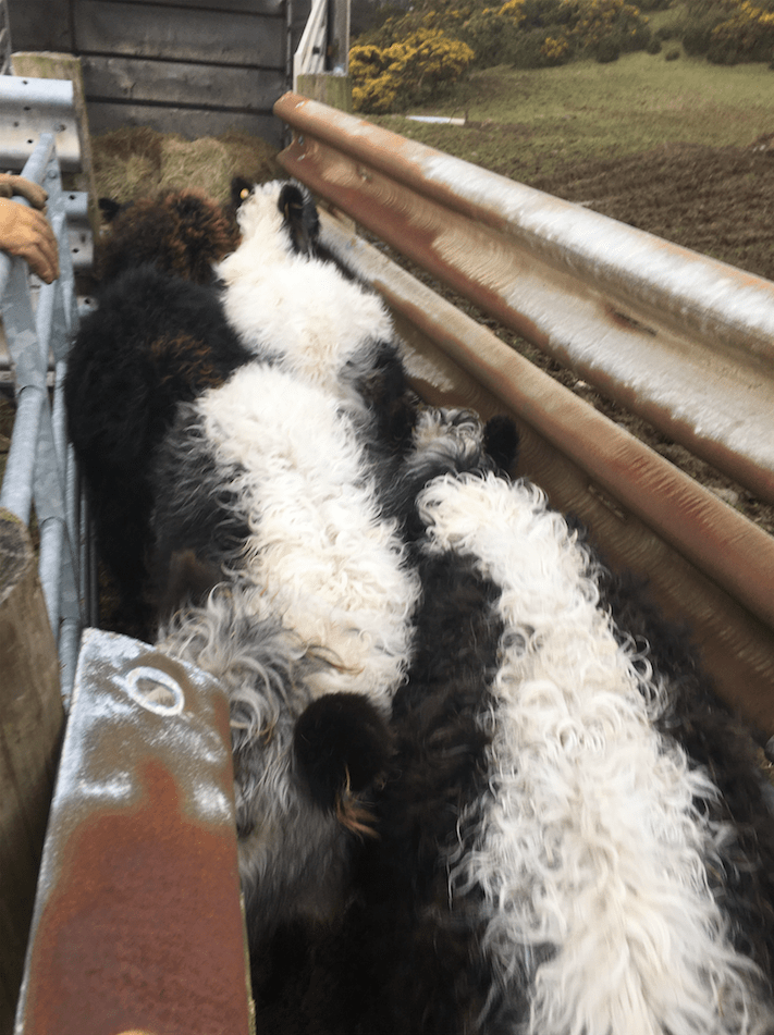 Screen Shot 2020-02-17 at 09.26.00