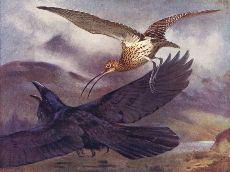 birds-plovers-and-curlews-curlew-chasing-a-raven-from-its-breeding-place-1924-117055-p.jpg