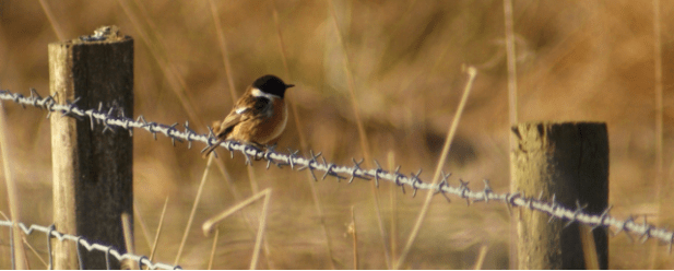 Screen Shot 2020-03-25 at 10.32.17