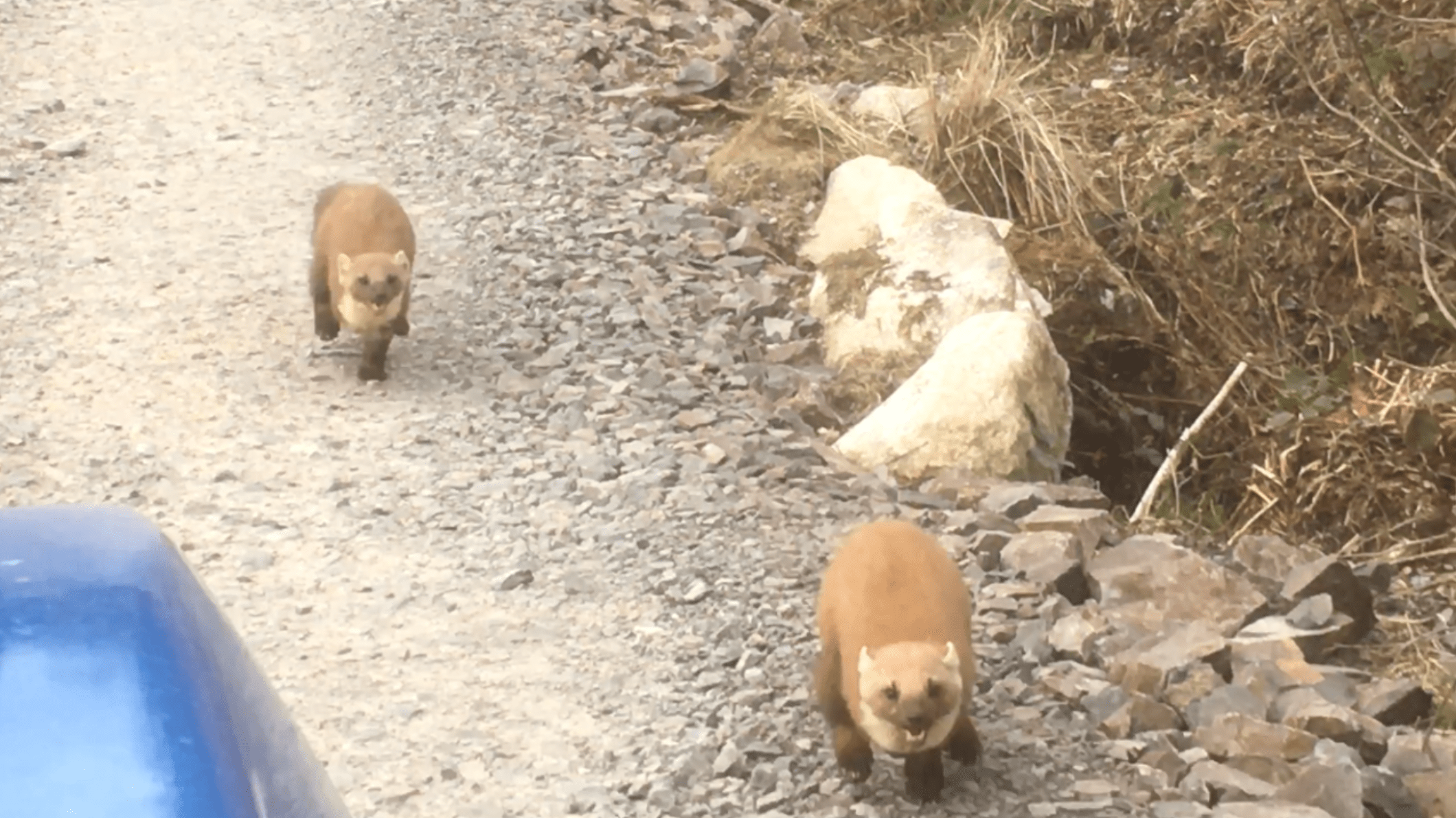 Screenshot 2020-03-29 at 20.48.20