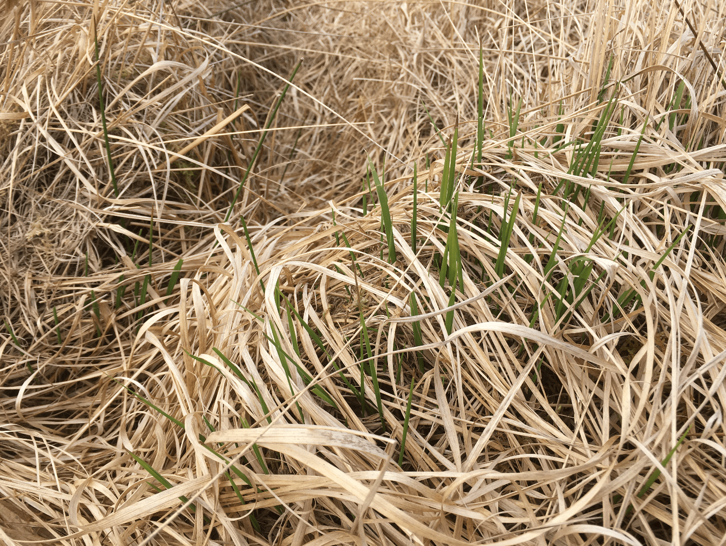 Screen Shot 2020-05-01 at 08.28.36