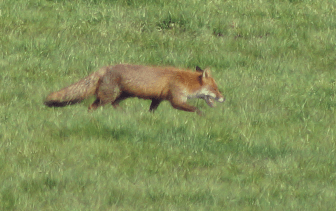 Screen Shot 2020-05-09 at 14.29.21