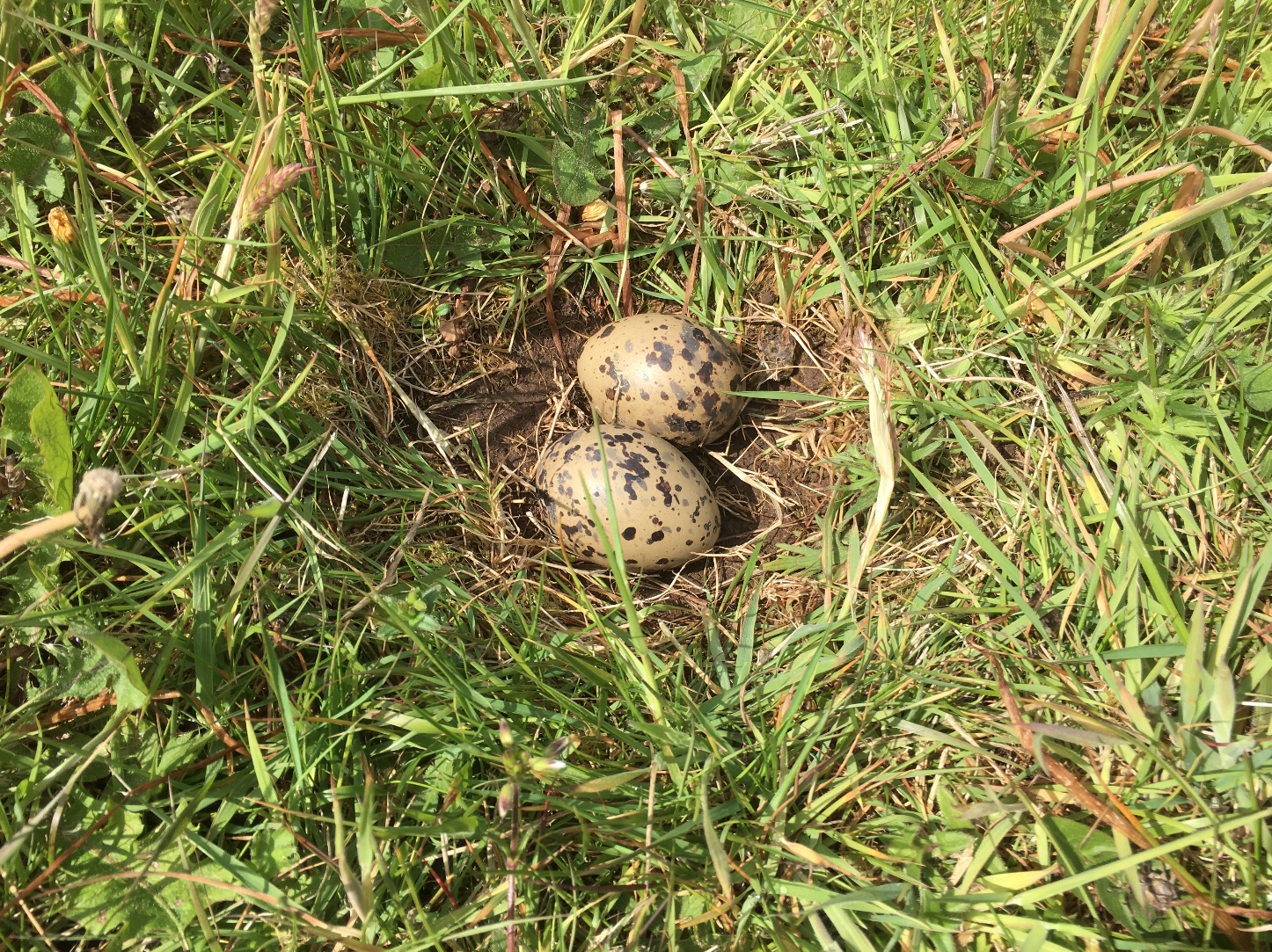 Screen Shot 2020-05-24 at 17.54.43