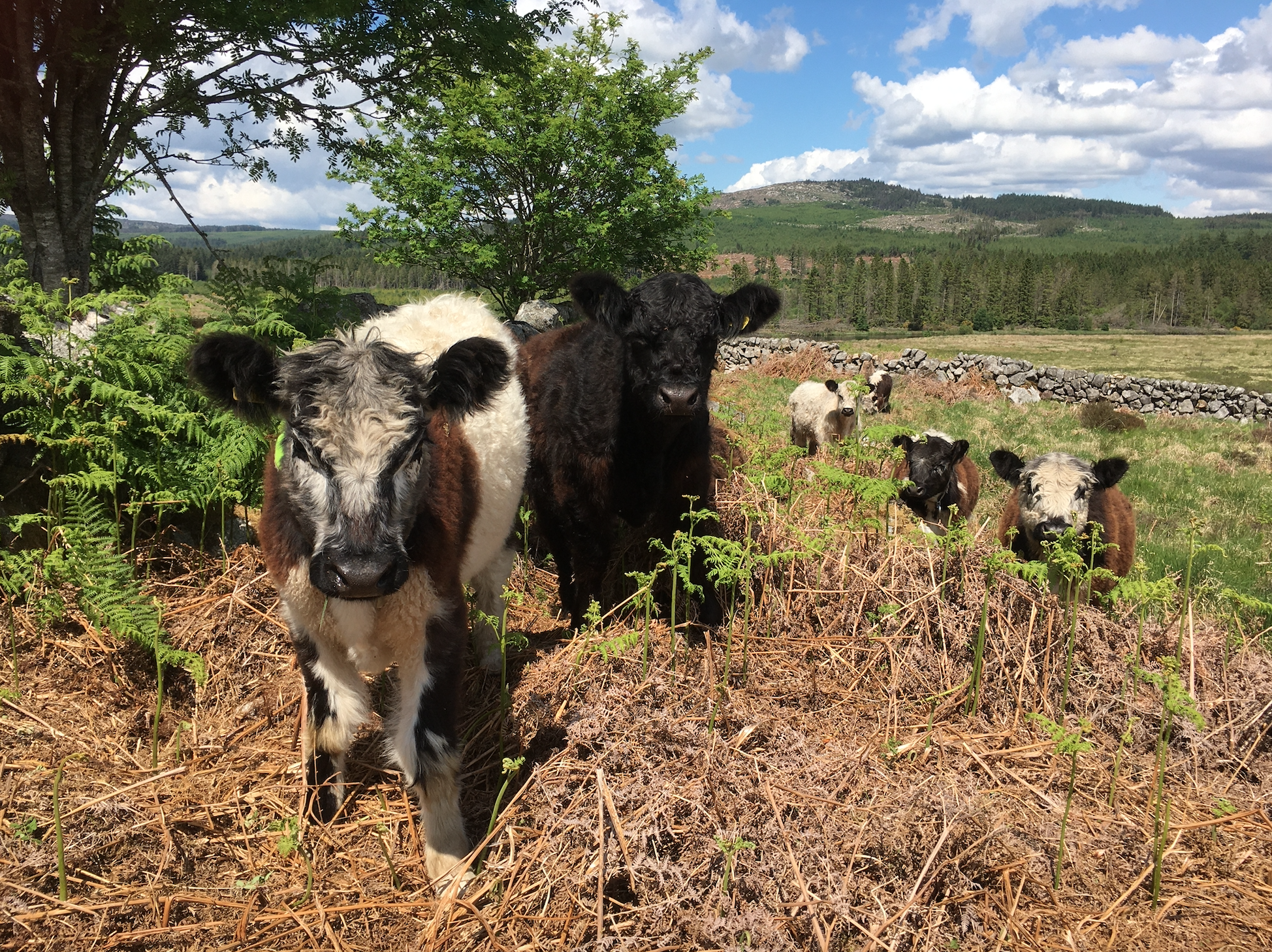 Screenshot 2020-06-08 at 09.54.50